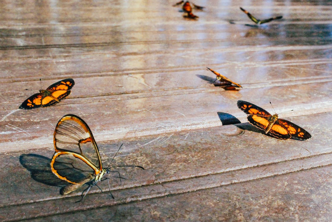 butterflies