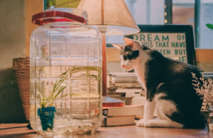 pet