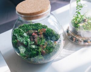 plants