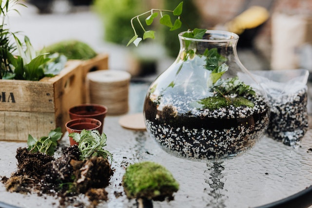 plants