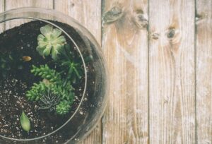 plant